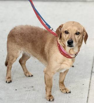Beagle and Dachshund Dogs Available for Adoption in Ashville, Ohio - Finn Two | PetCurious