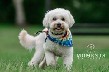 Jukebox -  Poodle Dog for Adoption - Jukebox | PetCurious