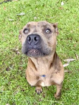 Stewart -  Pit Bull Terrier and Mixed Breed Dog for Adoption in New Orleans, Louisiana - Stewart | PetCurious