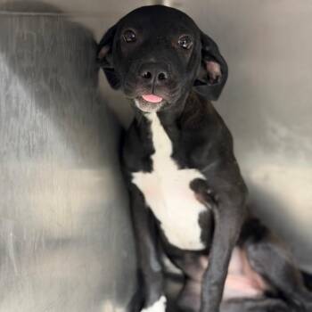 Whippoorwill -  Terrier and Mixed Breed Dog for Adoption in Fort Smith, Arkansas - Whippoorwill | PetCurious