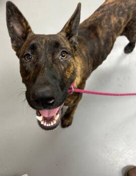 Shenzi -  Shepherd Dog for Adoption in Hartsville, South Carolina - Shenzi | PetCurious