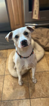 Rescue Labrador Retriever Dogs for Adoption - Kirkland | PetCurious