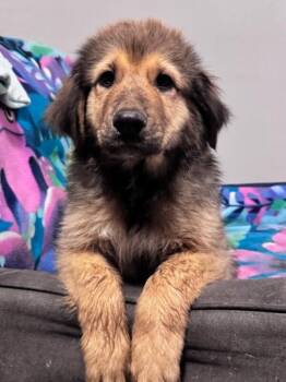 Corduroy -  Great Pyrenees and Shepherd Dog for Adoption in Los Angeles, California - Corduroy | PetCurious