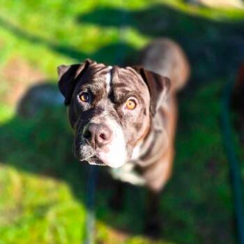 Chief -  Boxer Dog for Adoption in Fort Bragg, California - Chief | PetCurious