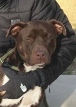 Mixed Breed Dogs Available for Adoption - Fen | PetCurious