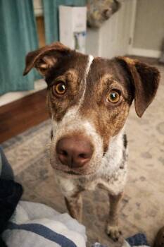 Cattle Dog Dogs Available for Adoption in Princeton, Massachusetts - Scottie | PetCurious