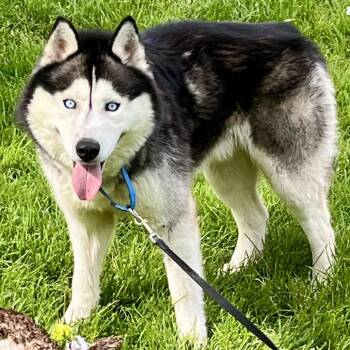 Blue -  Husky Dog for Adoption in Indianapolis, Indiana - Blue | PetCurious