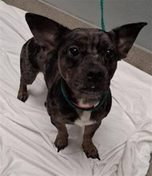 BONNIE -  Chihuahua Dog for Adoption in Las Vegas, Nevada - BONNIE | PetCurious