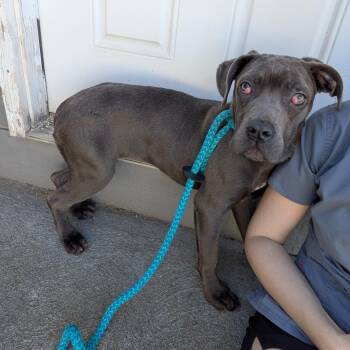 Cane Corso Dogs Available for Adoption - Stormy  | PetCurious