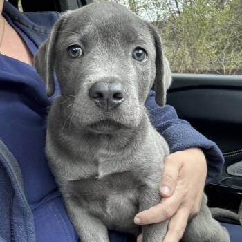 Staffordshire Bull Terrier and Mixed Breed Dogs Available for Adoption in Ferndale, Michigan - Eugene | PetCurious