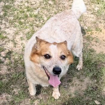 Australian Cattle Dog Blue Heeler and Corgi Dogs Available for Adoption in Warrior, Alabama - Fred | PetCurious