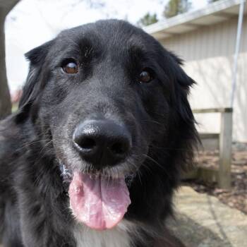 Newfoundland Dog and Bernese Mountain Dog Dogs Available for Adoption - Mildred | PetCurious