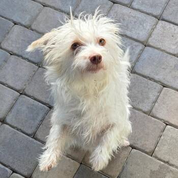 Darwin -  Maltese Dog for Adoption in St. Augustine, Florida - Darwin | PetCurious