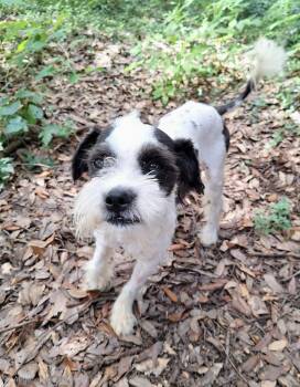 Naoto WA14583-T LOCAL Adoption Event in Bellevue 8/21 -  Schnauzer and Poodle Dog for Adoption in Missouri City, Texas - Naoto WA14583-T LOCAL Adoption Event In Bellevue 8/21 | PetCurious