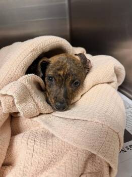 BOWIE -  Shepherd and Mixed Breed Dog for Adoption in Riverside, California - BOWIE | PetCurious