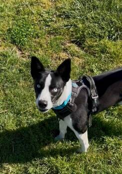 Bailey - Sponsored by Amelia Root -  Basenji and Mixed Breed Dog for Adoption in Newberg, Oregon - Bailey - Sponsored By Amelia Root | PetCurious
