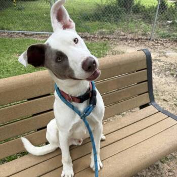 Pit Bull Terrier Dogs Available for Adoption in Beaumont, Texas - Finn | PetCurious