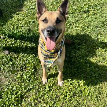 Rescue Shepherd and Bloodhound Dogs for Adoption in Angleton, Texas - Fig Lucas | PetCurious