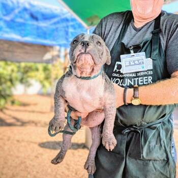 Little Blue -  American Bulldog Dog for Adoption in Oakland, California - Little Blue | PetCurious