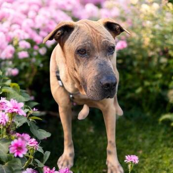 Rescue Shar Pei and Mixed Breed Dogs for Adoption in Lucas, Texas - Cash | PetCurious