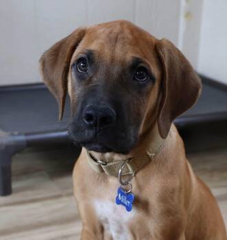 Grover -  Rhodesian Ridgeback Dog for Adoption in Southlake, Texas - Grover | PetCurious