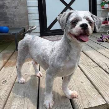 zeph -  Shih Tzu and Mixed Breed Dog for Adoption in Fredericksburg, Virginia - Zeph | PetCurious