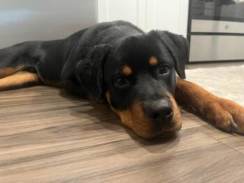 Hank(in foster) -  Rottweiler Dog Available for Adoption in Myrtle Beach, South Carolina - Hank(in Foster) | PetCurious