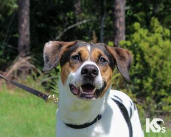 Isaac -  American Foxhound and Coonhound Dog for Adoption - Isaac | PetCurious
