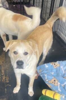 Rescue Labrador Retriever and Great Pyrenees Dogs for Adoption in St. Augustine, Florida - Frosty | PetCurious