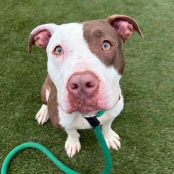 MOYA -  American Staffordshire Terrier Dog for Adoption in New York, New York - MOYA | PetCurious
