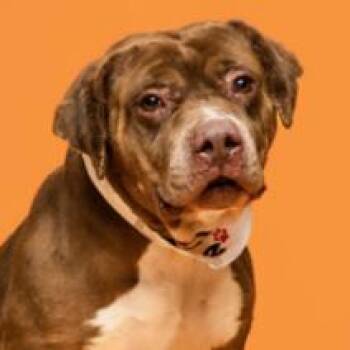 Chungus -  Pit Bull Terrier and Mixed Breed Dog for Adoption in Tacoma, Washington - Chungus | PetCurious