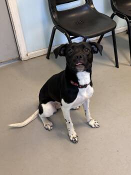 Gracie -  Mixed Breed Dog for Adoption in Big Rapids, Michigan - Gracie | PetCurious