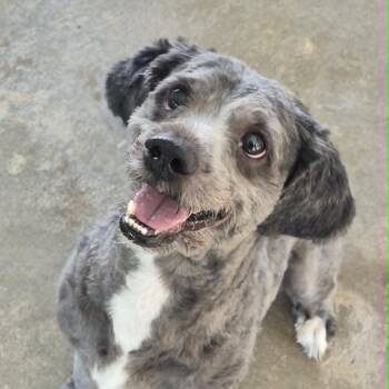 Poodle Dogs Available for Adoption in Anderson, Indiana - Toby | PetCurious