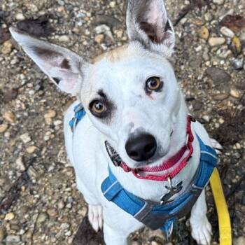 Rescue Jack Russell Terrier and Whippet Dogs for Adoption in Glenelg, Maryland - Bella | PetCurious