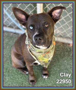 CLAY -  Staffordshire Bull Terrier and Australian Cattle Dog Blue Heeler Dog for Adoption in Marietta, Georgia - CLAY | PetCurious