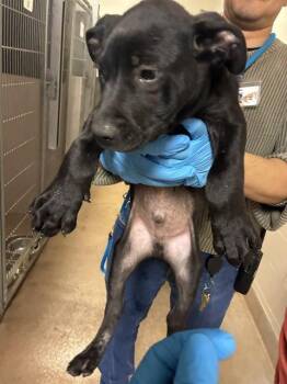 PANCAKE -  Pit Bull Terrier and Mixed Breed Dog for Adoption in San Jose, California - PANCAKE | PetCurious