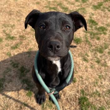 Pit Bull Terrier Dogs Available for Adoption - Demeter | PetCurious