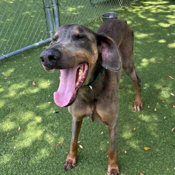 Milo 3586 -  Doberman Pinscher Dog for Adoption in Oakland Park, Florida - Milo 3586 | PetCurious