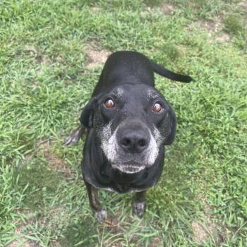 Yukon -  Mixed Breed Dog for Adoption in Blairsville, Georgia - Yukon | PetCurious