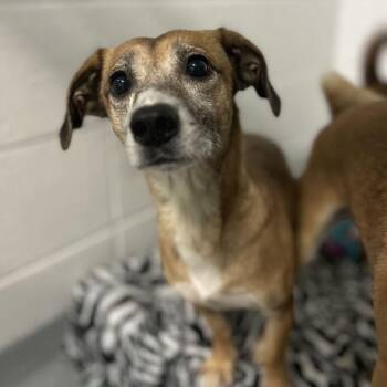 Pookie -  Feist Dog for Adoption in Spruce Pine, North Carolina - Pookie | PetCurious