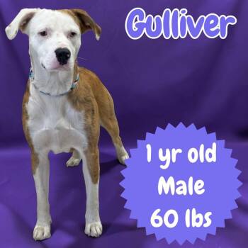Gulliver -  Catahoula Leopard Dog and Pit Bull Terrier Dog for Adoption in Sorrento, Louisiana - Gulliver | PetCurious