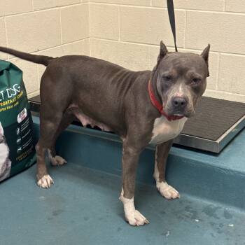 Rescue Mixed Breed Dogs for Adoption in Memphis, Tennessee - Nora | PetCurious