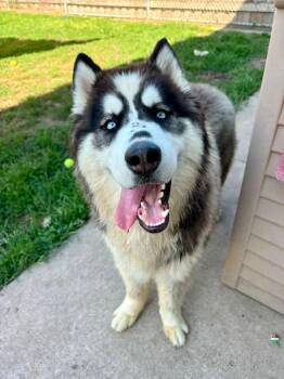 Ronald -  Husky Dog for Adoption in Warren, Michigan - Ronald | PetCurious