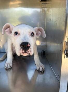 KAPRI -  Mixed Breed Dog for Adoption in Dallas, Texas - KAPRI | PetCurious