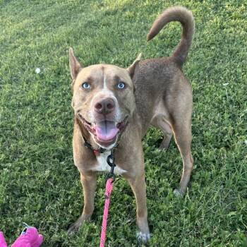 Brandy -  Pit Bull Terrier and Alaskan Malamute Dog for Adoption in Austin, Texas - Brandy | PetCurious