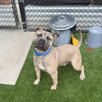 Frick -  Mixed Breed Dog for Adoption in Pittsburgh, Pennsylvania - Frick | PetCurious