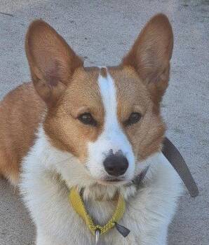 **FORD** -  Cardigan Welsh Corgi Dog for Adoption in North Prairie, Wisconsin - **FORD** | PetCurious