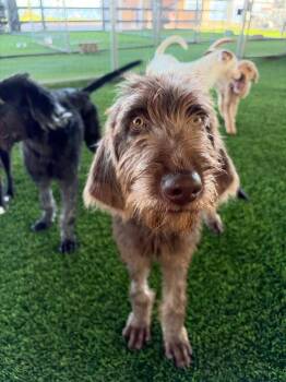 James -  Mixed Breed Dog for Adoption in New York, New York - James | PetCurious