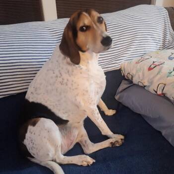 Gracie -  Mixed Breed Dog for Adoption in Park City, Utah - Gracie | PetCurious