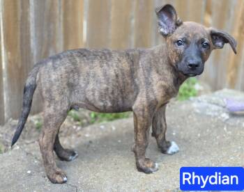 German Shepherd Dog Dogs Available for Adoption in Greeneville, Tennessee - Rhydian (PUPPY) | PetCurious
